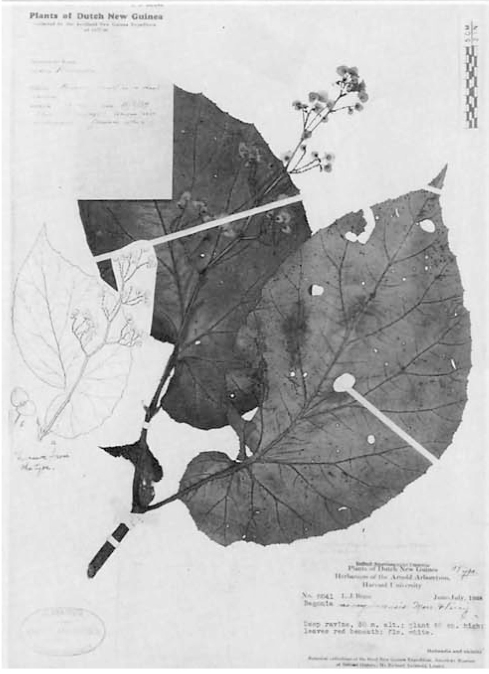 B. novoguineensis